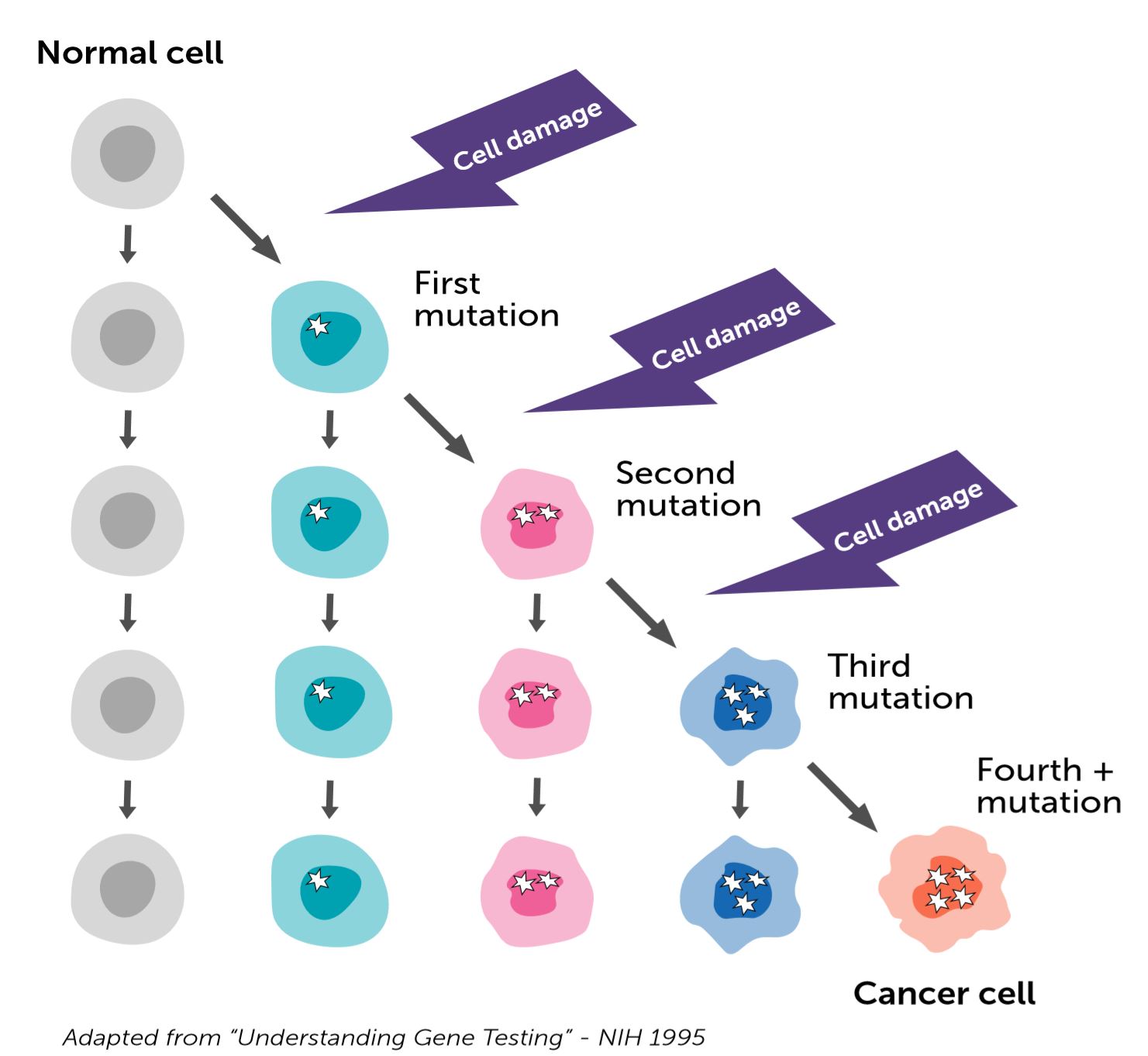 image of normal cells becoming cancer cells