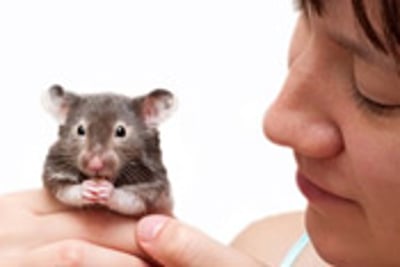Study uses mice and brains from deceased Alzheimer’s patients to assess BRCA1 involvement