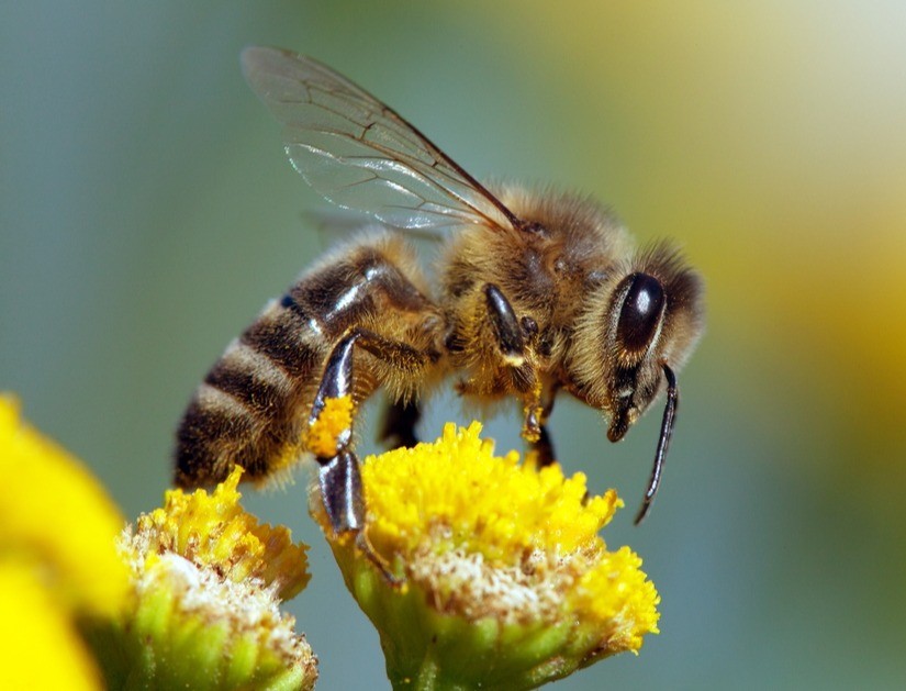 The buzz about honeybee venom: Promising early research to treat breast cancer
