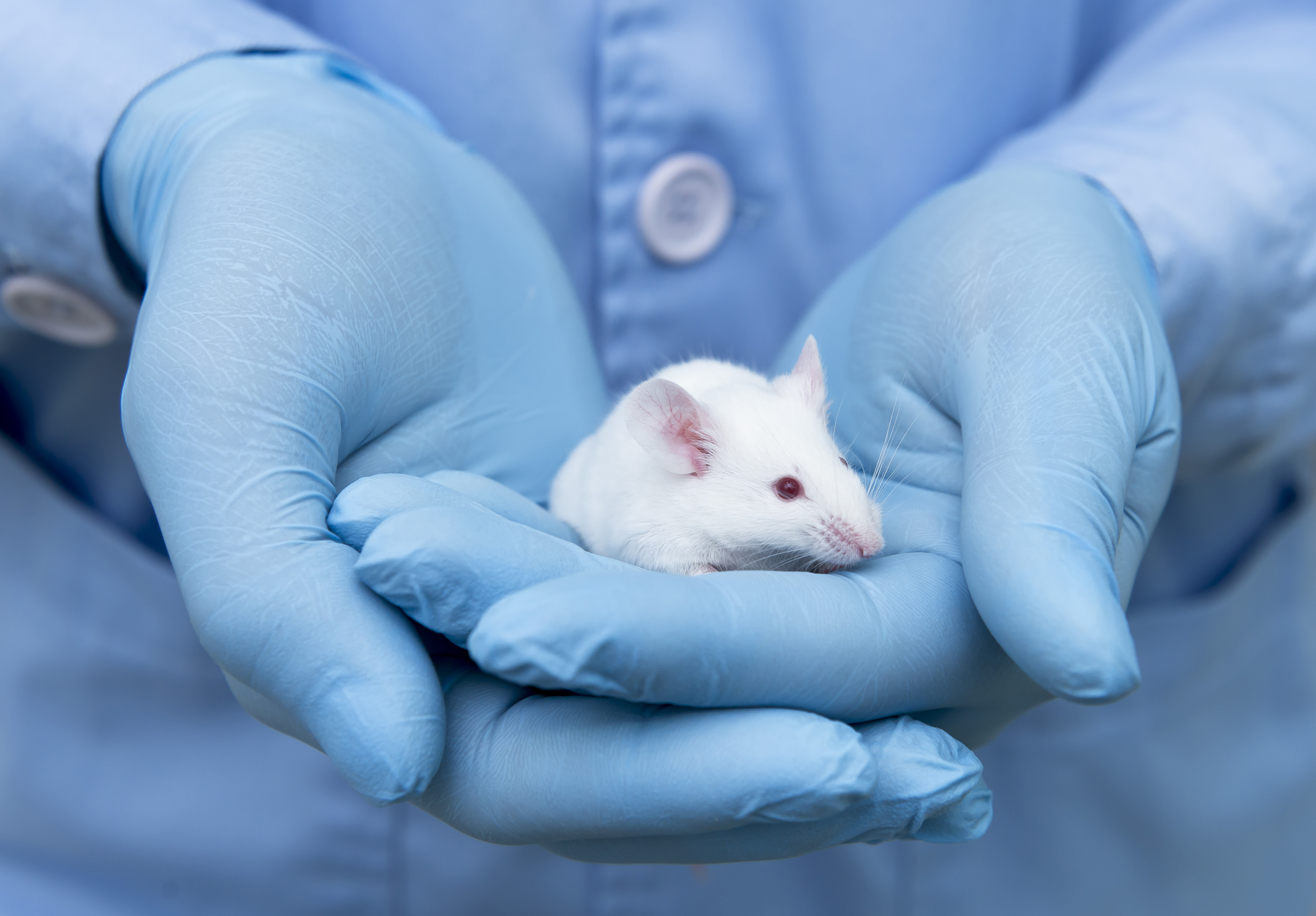 Стерильное животное. Исследования на мышах. Лабораторные мыши. Лабораторные животные. Лабораторные исследования животных.
