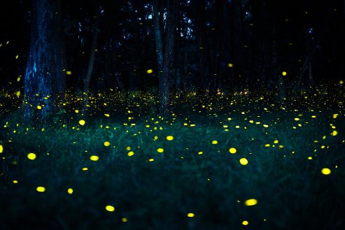 The Lights of May