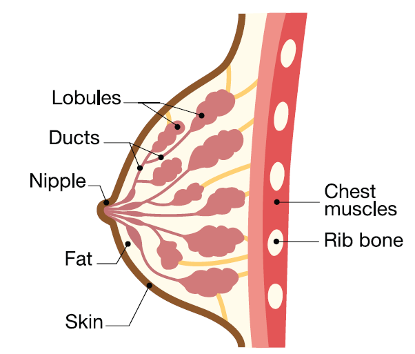 image with anatomy of the breast