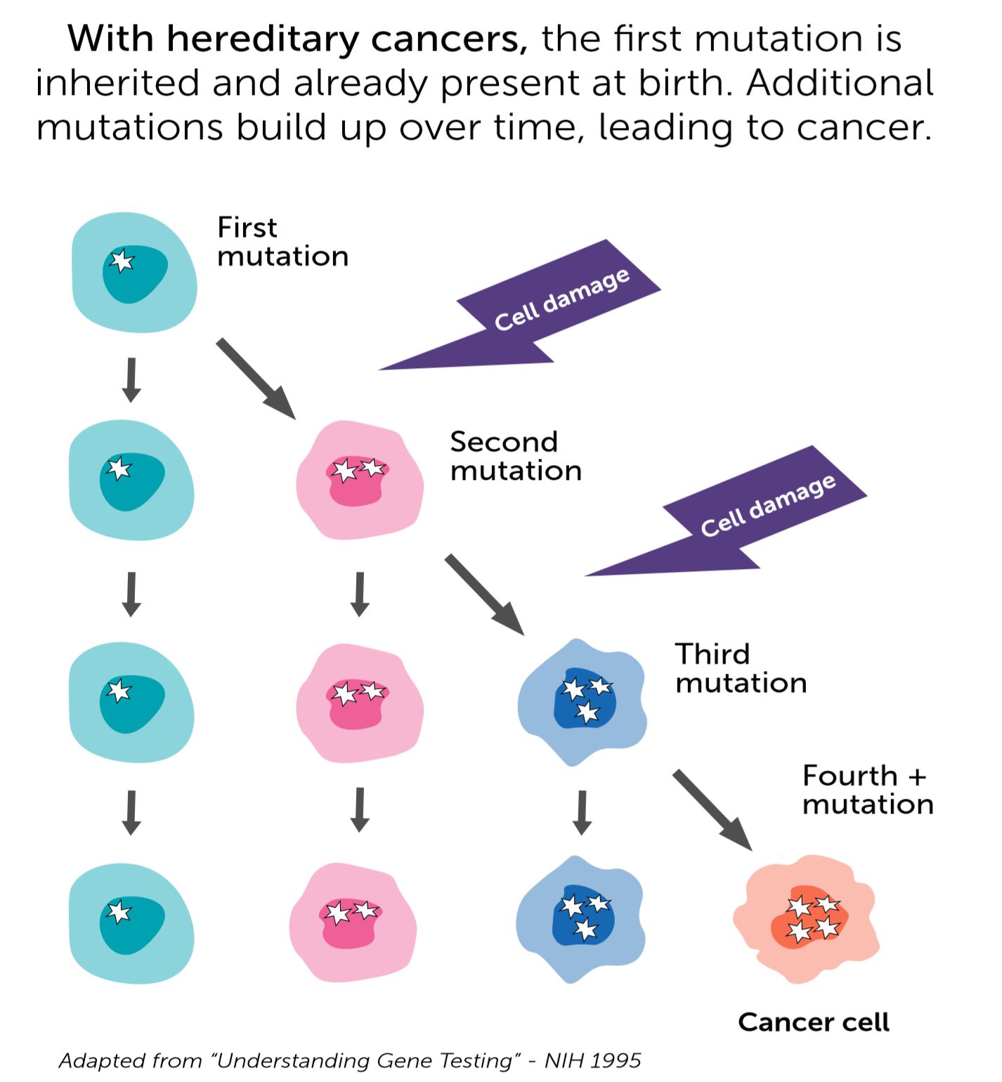 image of cell with <button
                x-data
                class='glossary-tip tt-inherited-mutation'
                x-tooltip='<p>Inherited mutations are mutations that can be passed down from parents to their children. Inherited mutations in BRCA1, BRCA2 or the Lynch syndrome genes are associated with a very high risk for cancer and can cause cancer to run in families.&nbsp;</p>'
            >inherited mutation</button> becoming a cancer cell