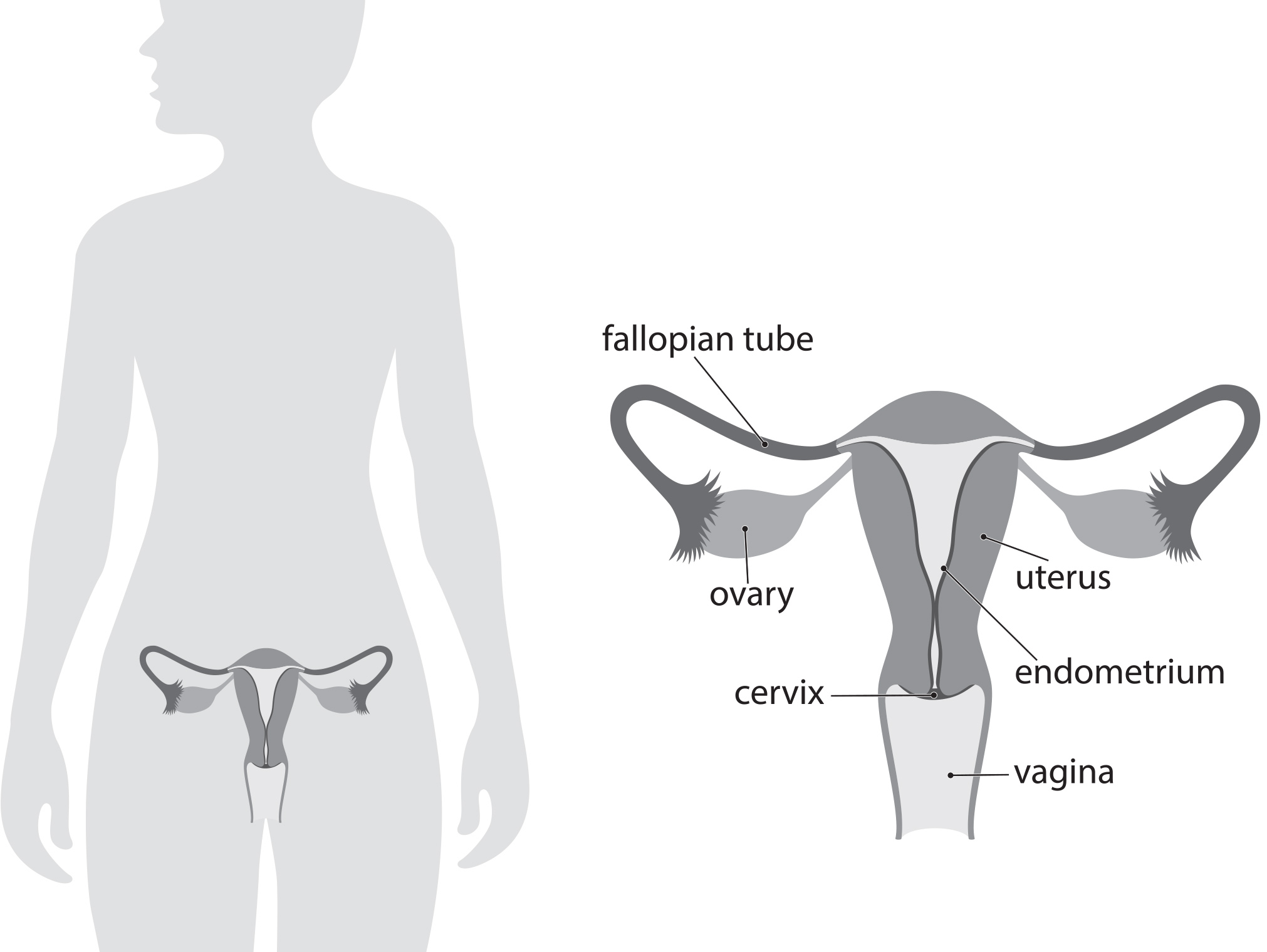 image of the female reproductive tract