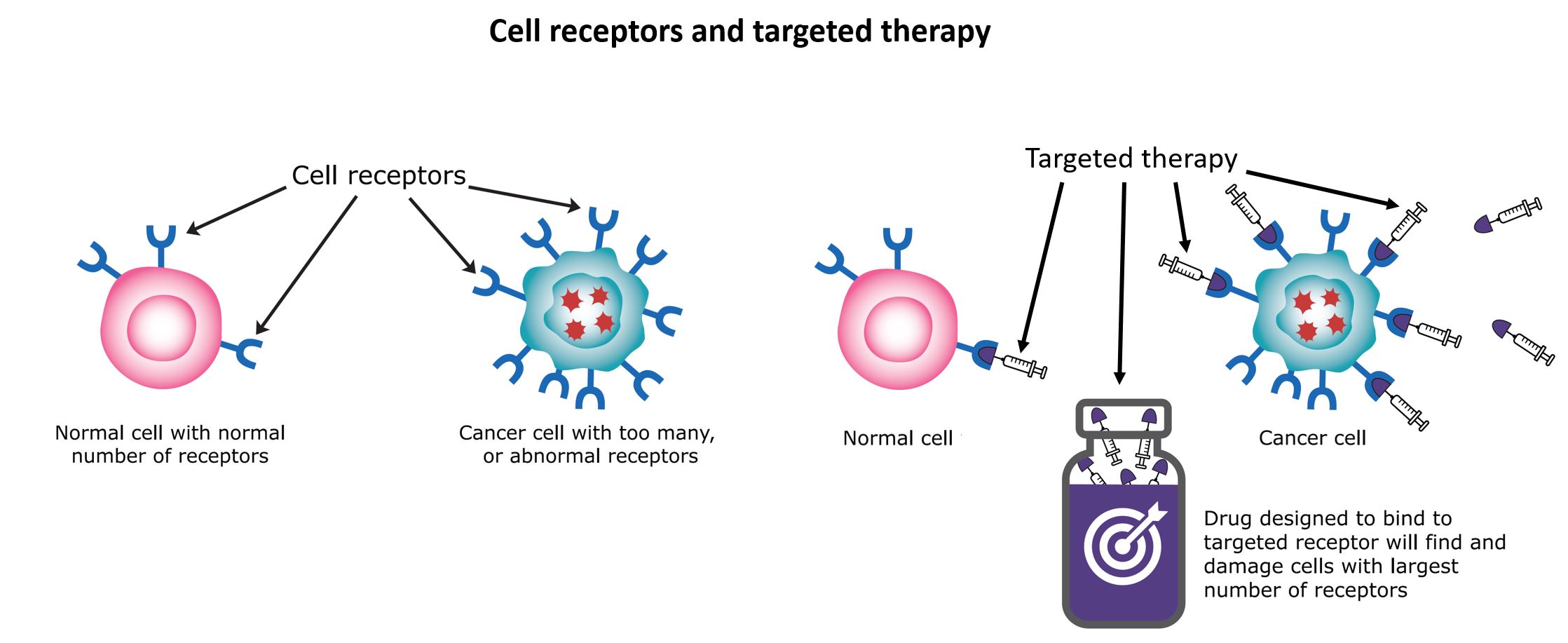 Image of how <button
                x-data
                class='glossary-tip tt-targeted-therapy'
                x-tooltip='<p>Targeted therapies are medications that are designed to kill only cancer cells while sparing normal cells. They tend to cause fewer side effects than chemotherapy drugs, which are more likely to kill healthy cells along with cancer cells.</p>'
            >targeted therapy</button> works